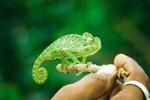 Leia mais sobre o artigo Traveled: Lessons from Taking Risks