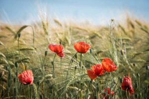 Leia mais sobre o artigo My Journey Through Life: A Personal Blog