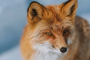 Leia mais sobre o artigo Learning to Embrace My Imperfections